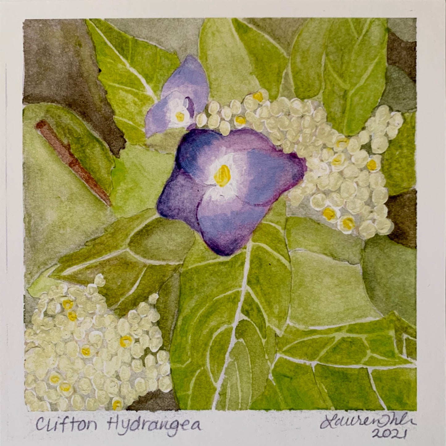 Clifton Hydrangea 8x8 giclée print on fine art paper